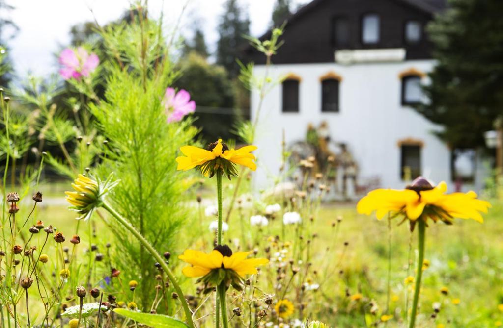 Pension Haus Fuerstenberg Gruenhain-Beierfeld Exterior photo
